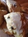 Blueberry Scones W/Lemon Icing